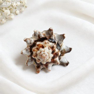 New Design Seashells Finger Rings Handmade